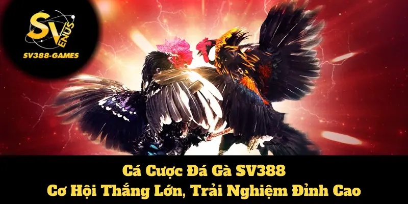 cá cược đá gà tại SV388