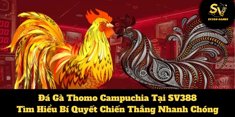 Đá gà Thomo Campuchia