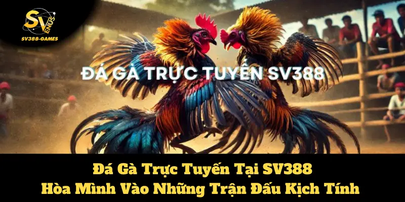 Đá Gà Trực Tuyến Tại SV388: Sôi Động, Minh Bạch, Chuyên Nghiệp 1 đá gà trực tuyến tại SV388