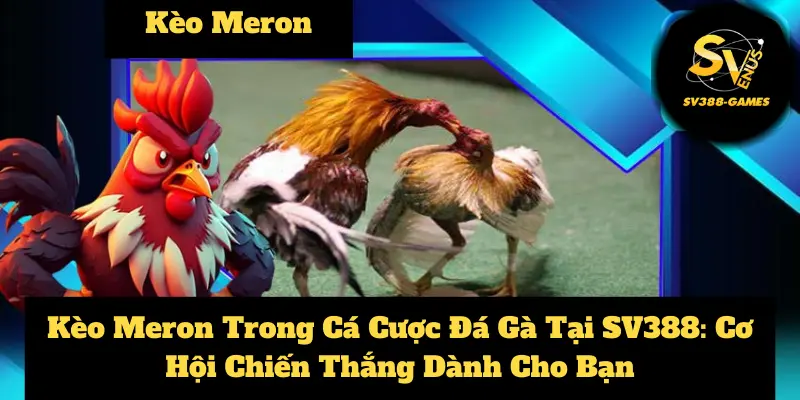 Tìm Hiểu Cách Chơi Kèo Meron Trong Cá Cược Đá Gà Tại SV388 1 kèo Meron hiệu quả tại SV388