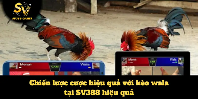 Kèo Wala Trong Đá Gà Tại SV388: Bí Quyết Đặt Cược Hiệu Quả 1 Kèo Wala