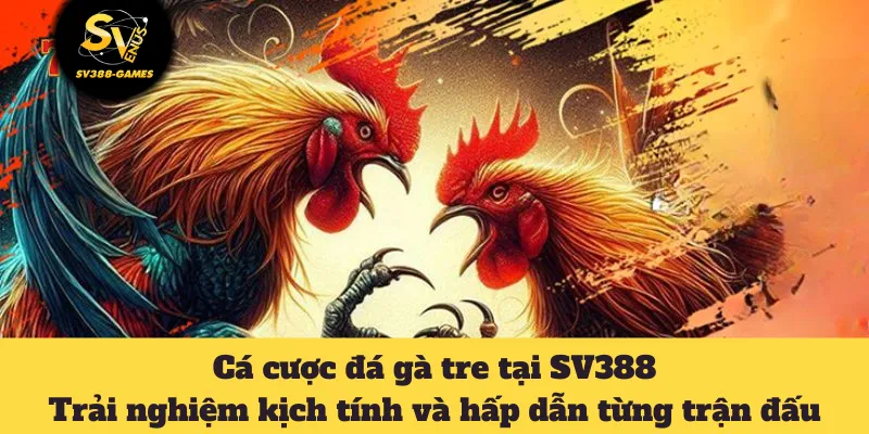 Đá Gà Tre Tại SV388: Hướng Dẫn Cá Cược Cho Tân Cược Thủ 10 đá gà tre
