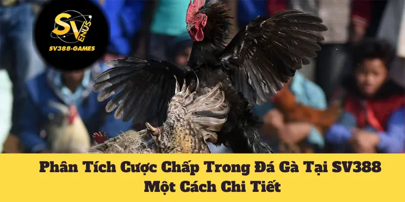 Phân Tích Cược Chấp Trong Đá Gà Tại SV388 Một Cách Chi Tiết 8 Cược chấp