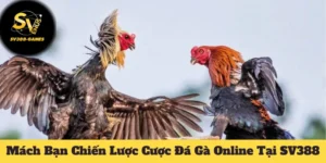 Hướng Dẫn Cách Cược Đá Gà Online Tại SV388 Dễ Thắng Nhất 2 cược đá gà online