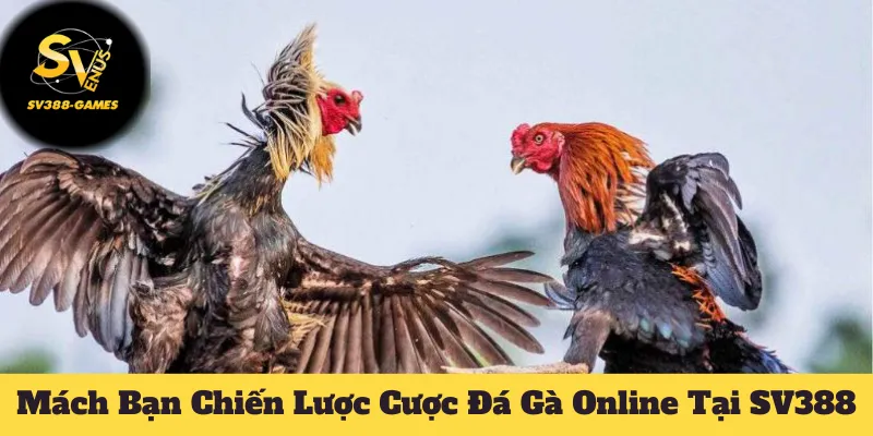 cược đá gà online