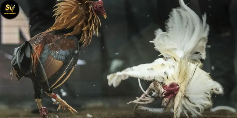 Cược Gà Bị Loại Sớm: Thách Thức Mới Chỉ Có Tại SV388 4 Cược gà bị loại sớm