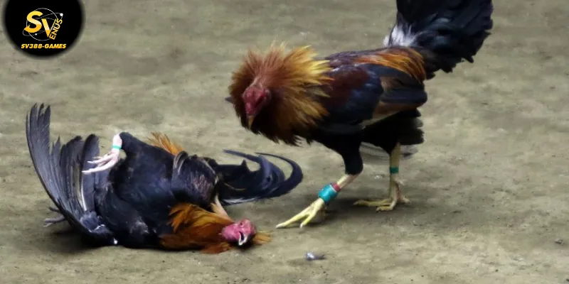 Đá gà cựa thép