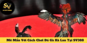 Đá Gà Hà Lan Tại SV388: Cách Chơi Dễ Thắng Lớn Nhất 3 Đá Gà Hà Lan Tại SV388