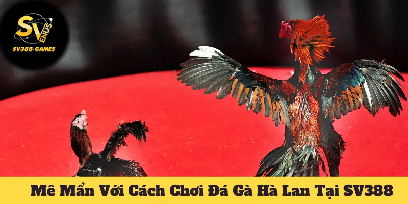 Đá Gà Hà Lan Tại SV388