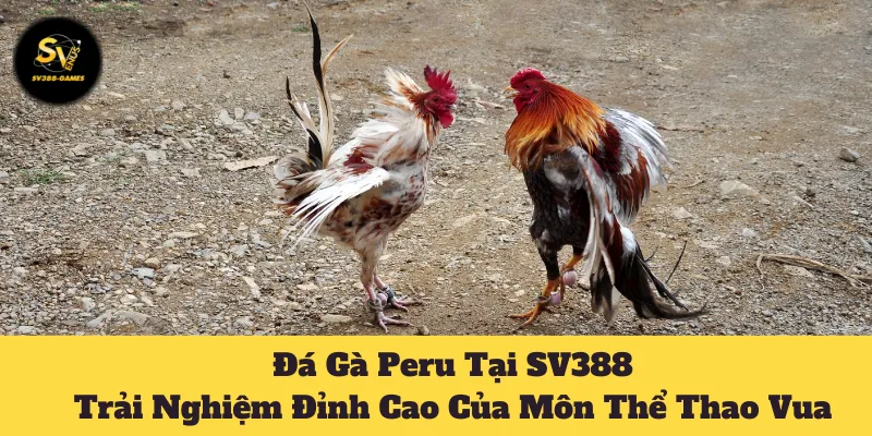 Đá Gà Peru Tại SV388: Khám Phá Về Luật Chơi Để Luôn Thắng 1 Đá gà Peru tại SV388