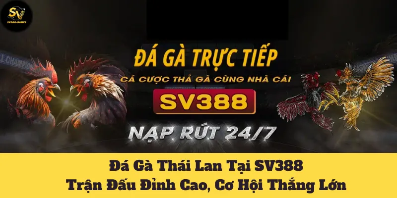 Cách Chơi Đá Gà Thái Lan Tại SV388 Dễ Dàng Hơn Bao Giờ Hết 1 đá gà Thái Lan