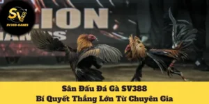 Sân Đấu Đá Gà SV388: Bí Quyết Thắng Lớn Từ Chuyên Gia 1 Sân đấu đá gà SV388