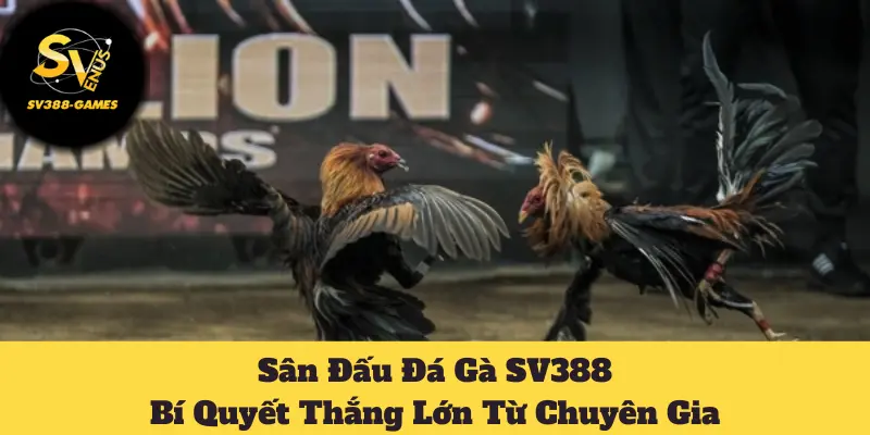Sân đấu đá gà SV388